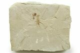 Eocene Fossil Cricket and Snout Beetle - Green River Formation #368751-1